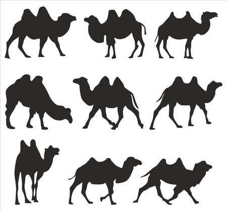 Vector set of silhouettes of bactrian camels. Shadows Large mammal animal. Ship of the desert, steppe.のイラスト素材
