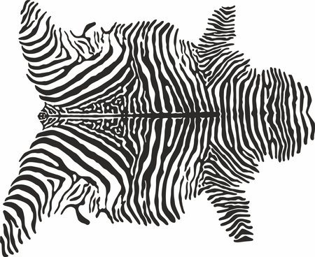 vector picture of the skin of a black and white whole zebra. monochrome. Animals. striped horse. africa. savannahのイラスト素材