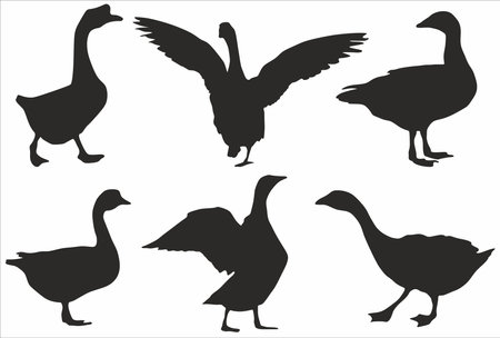 Vector set of silhouettes of geese. Shadows of domestic flightless birds with wings and beaks. Goose screamsのイラスト素材