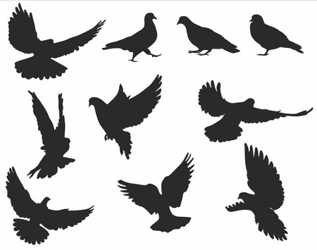 Vector set of silhouettes of doves. Flying, sitting, walking birds. Shadows of urban birdsのイラスト素材