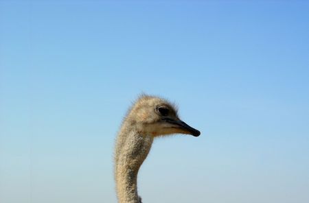 Ostrichの写真素材
