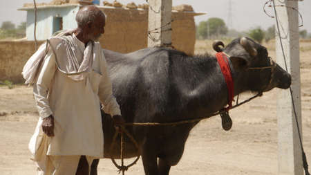 GWALIOR, INDIA - APRIL 12, 2016: An unidentified indian old man with his buffalo.のeditorial素材