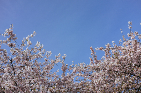 Sakura trees are blooming around April.の写真素材