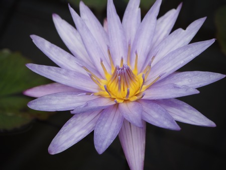 The purple lotusの写真素材