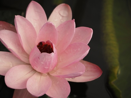 Close up pink lotusの写真素材