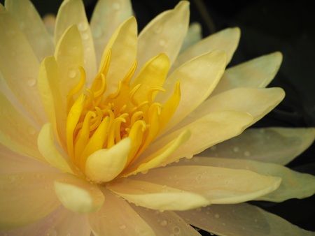 Close up lotusの写真素材