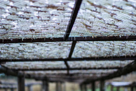 row of fresh sQuids on fishing net.drying by sunlight,solar power.の写真素材