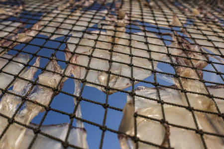 fresh squids on fishing net drying by sunlight.の写真素材