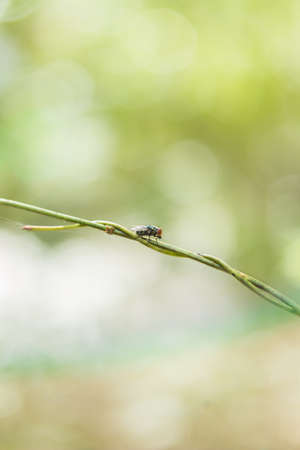 fly on branch of tree.nature background.の写真素材