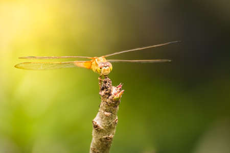 dragonflyの写真素材