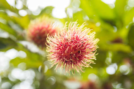 fresh red rambutans,rambutan tree.の写真素材