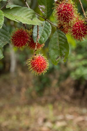 fresh red rambutans,rambutan tree.の写真素材