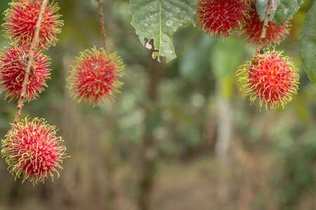 fresh red rambutans,rambutan tree.の写真素材