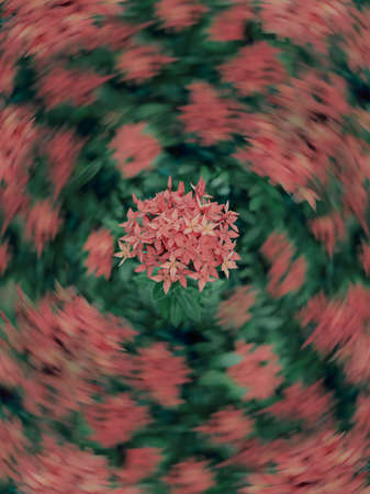 bright red spike  fower with swirly blurred backgroud.の写真素材