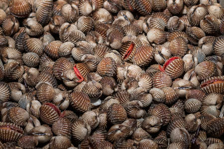 fresh sea shell cockle favorite seafood with nutrients and mineral from sea.の写真素材