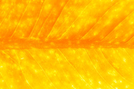 leaf texture pattern background.の写真素材