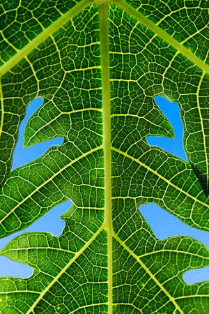 close up of papaya leaf detail texture ,nature background.の写真素材