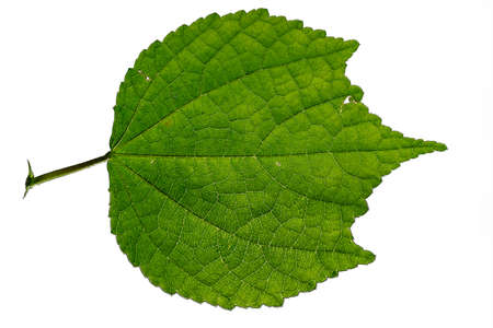 close up of natural leaf isolated on white background.