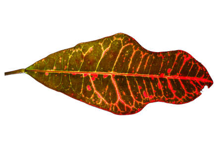 close up of natural leaf isolated on white background.