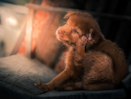 dirty puppy dog scratching head,brown puppy dog resting on wooden chair after play all day.の写真素材