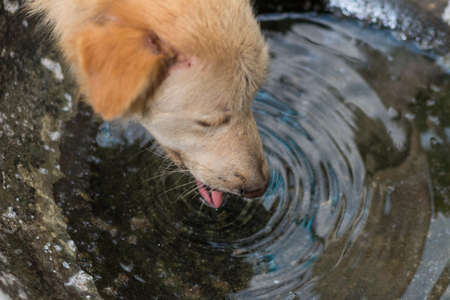thirsty dog drinking water.