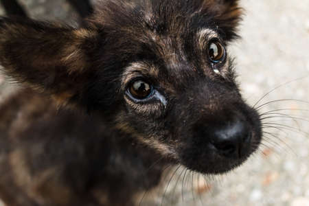 cute puppy dog eyes looking to you.の写真素材