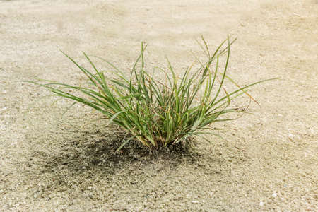 green grass plant on sand field.の写真素材