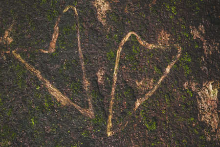 hearts love on tree texture,happy valentines day con cept.の写真素材