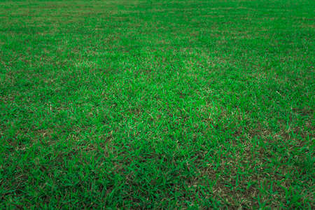 natural green grass field,football,soccer field.の写真素材