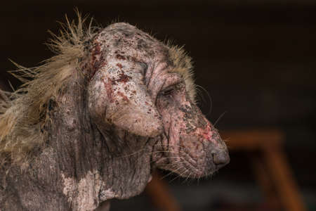 ugly stray dog with skin desease,social problem.