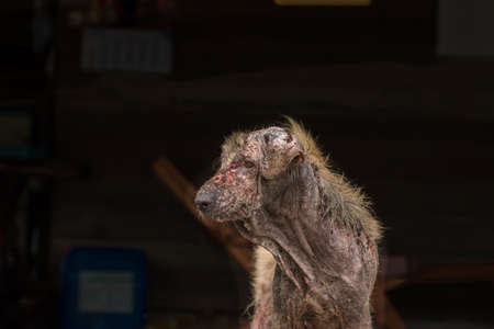 ugly stray dog with skin desease,social problem.の写真素材