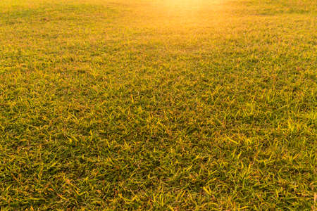 natural green grass field in local park.の写真素材