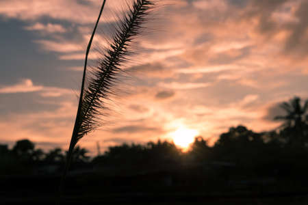 natural wild flowers grass at sunset.の写真素材