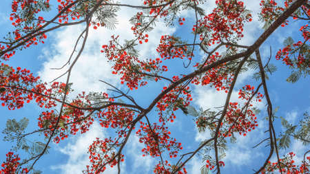 Pride of Barbados or Peacock s Crest with the white clouds and skyの写真素材