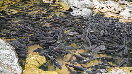 a lot of fishes in the natural stream