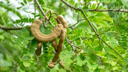 the Tamarind tree with seedの写真素材