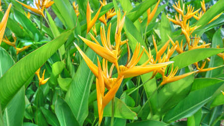 Heliconia flower bloomingの写真素材