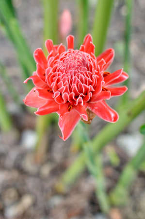 Ginger flowerの写真素材