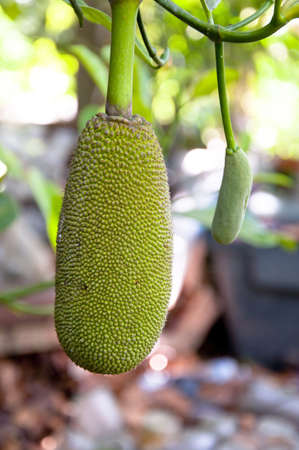 Jackfruit hanging on the tree
