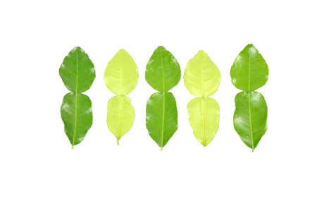 Kaffir lime leavesの写真素材