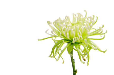 Flower isolated on whiteの写真素材