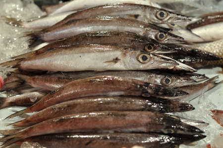 Photo of fresh fish at the Fish Marketの写真素材