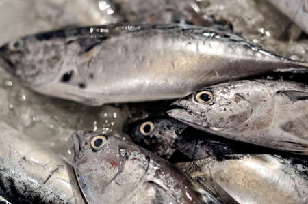 Photo of fresh fish at the Fish Marketの写真素材