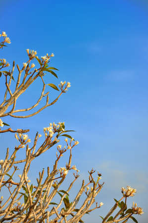 Frangipani tree (Plumeria) against a blue sky in Thailandの写真素材