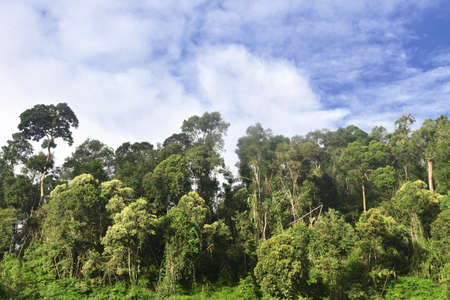 Trees on a bright summer day 