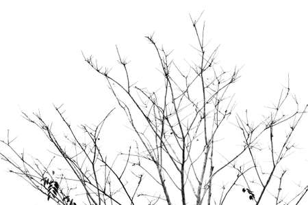Detailed tree branches (black and white) .の写真素材