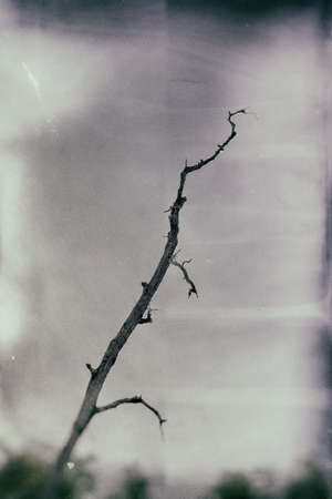 Detailed tree branches (black and white) .の写真素材