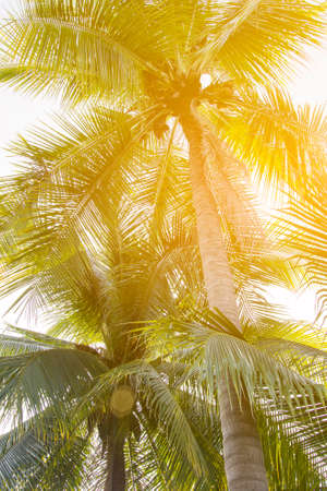 Coconut palm tree with vintage effect.