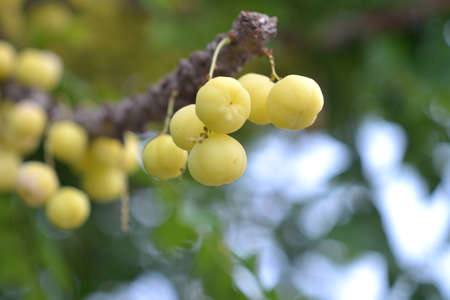 star gooseberry on tree in countryside Thailandの写真素材