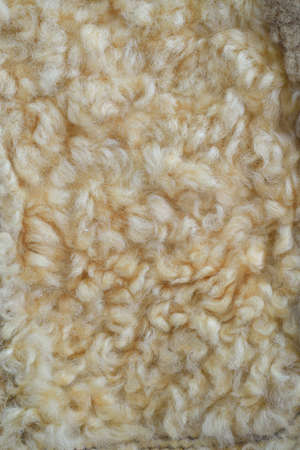 Raw wool background. Also softness, warmness concept.